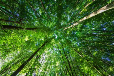 forest trees nature \