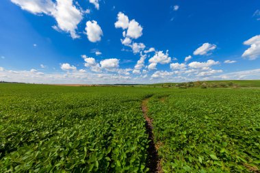 Yeşil güzel parlak alan. Doğa