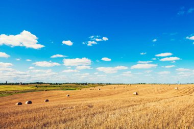 Hasattan sonra buğday tarlası 