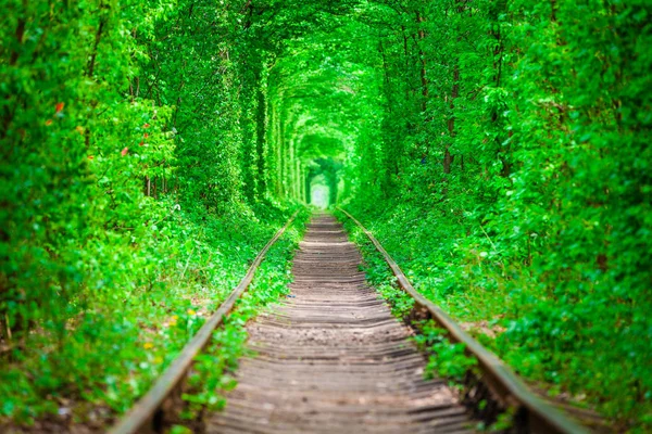 Un ferrocarril en el bosque de primavera — Foto de Stock