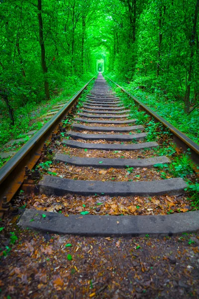 Una ferrovia nella foresta primaverile — Foto Stock