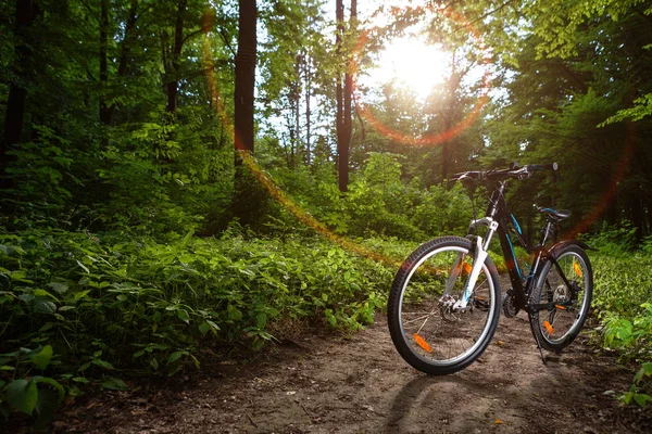 Mountain  bicycle in summer forest. Nature