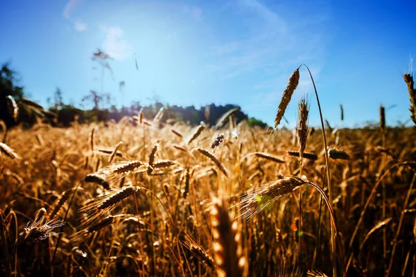 Campo di grano sfondo — Foto Stock