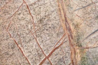 Bidasar kahverengi doku 