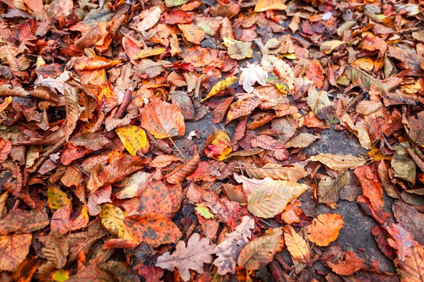 Autumn Leaves Background — Stock Photo, Image