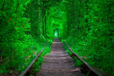 Bahar ormanın içinde bir tren.