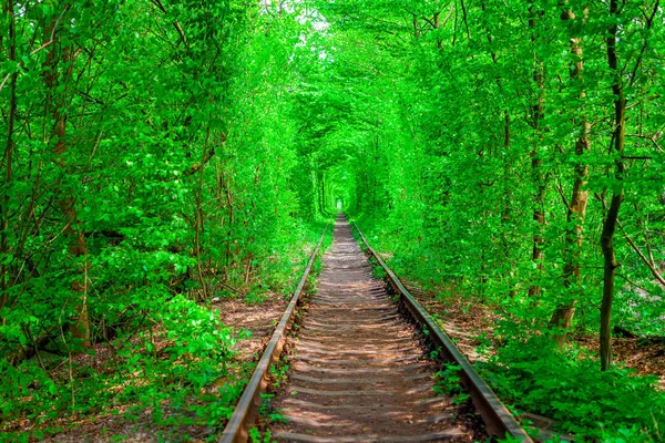 Μιας σιδηροδρομικής γραμμής στο δάσος άνοιξη. — Φωτογραφία Αρχείου