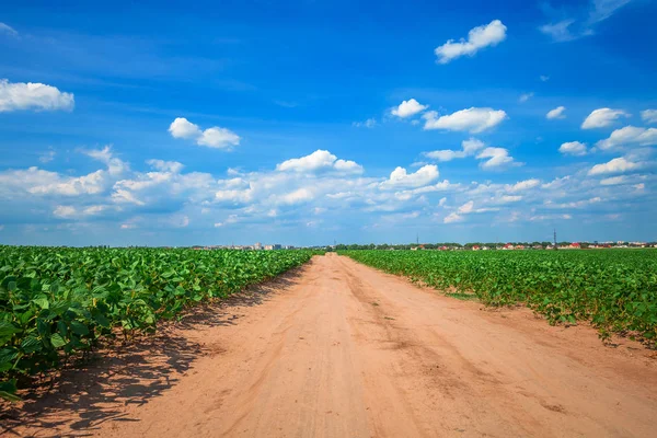 Strada attraverso il campo di mais . — Foto Stock