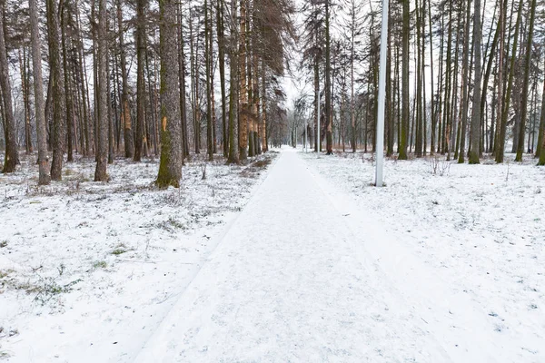 L'hiver blanc dans le parc — Photo