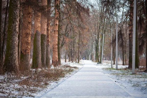 L'hiver blanc dans le parc — Photo