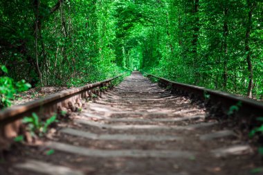 Bahar ormanı aşk tünelinde bir demiryolu.