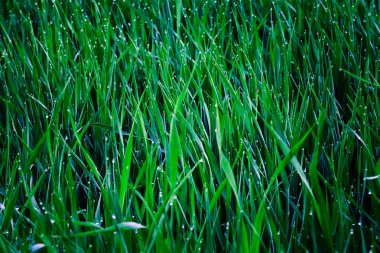 yeşil çimenler yakın 