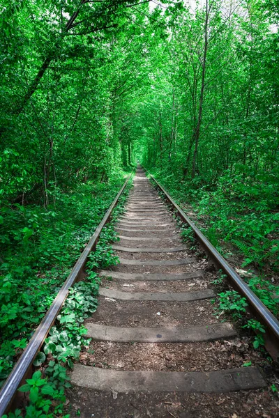 Kolej Wiosennym Leśnym Tunelu Miłości — Zdjęcie stockowe