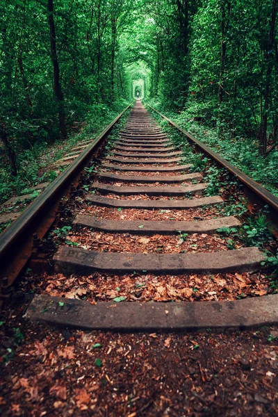 Railway Spring Forest Tunnel Love — Stock Photo, Image