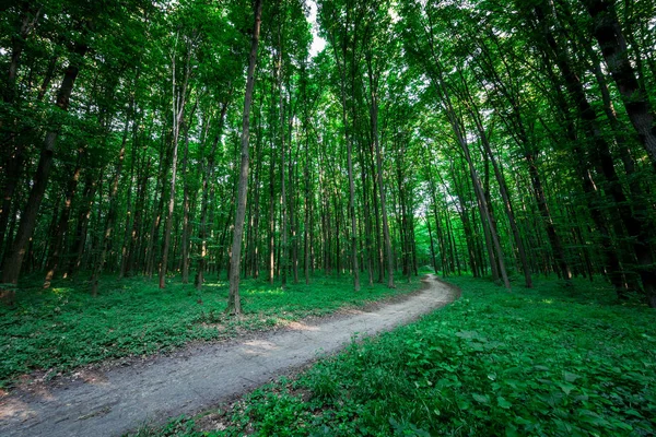 Prachtig Groene Bos Natuur Landschap — Stockfoto