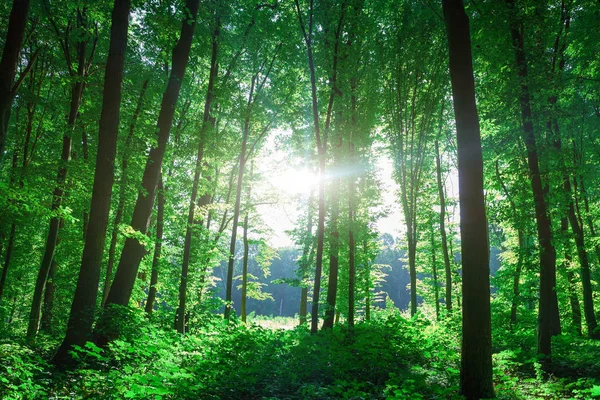 Vacker Grön Skog Natur Landskap — Stockfoto