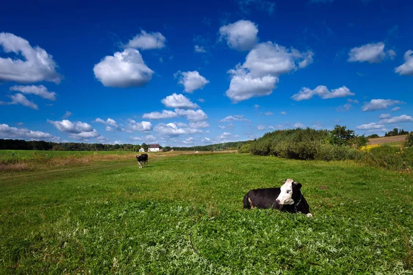 Cow Portrait French Farm — Stock Photo, Image