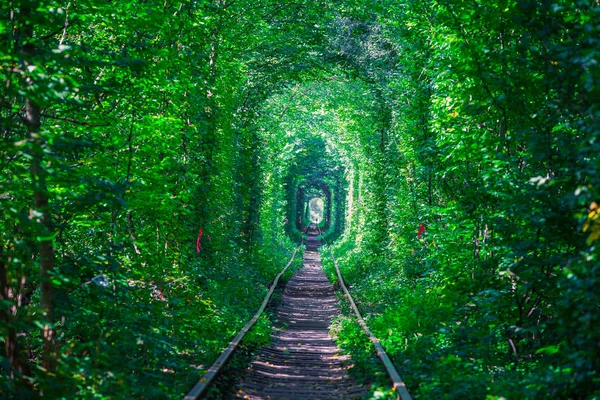 Kolej Wiosennym Leśnym Tunelu Miłości — Zdjęcie stockowe