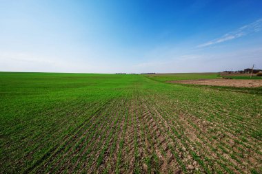 Yeşil tarla, mavi gökyüzü ve güneş.