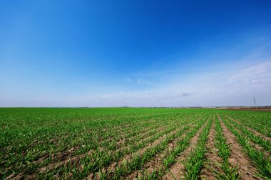 Yeşil tarla, mavi gökyüzü ve güneş.