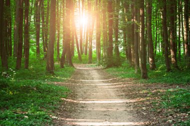 güzel yeşil orman doğa doğal manzaralı 