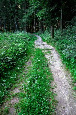 güzel yeşil orman doğa doğal manzaralı 