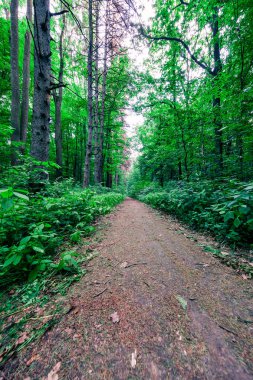 güzel yeşil orman doğa doğal manzaralı 