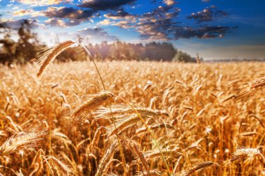 Altın buğday tarlası ve güneşli gün