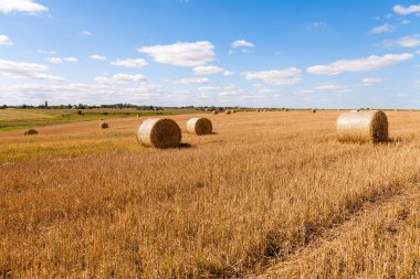 Gün batımında saman balyalarıyla hasat üstüne buğday tarlası.