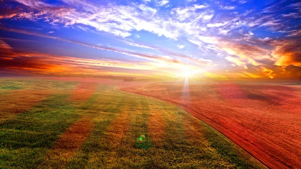 Green Field Sunset Shot Drone — Stock Photo, Image