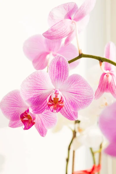 Каліпсо Орхідея Квітка Крупним Планом — стокове фото