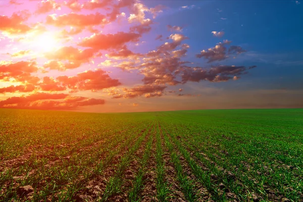 Campo Verde Cielo Blu Sole — Foto Stock