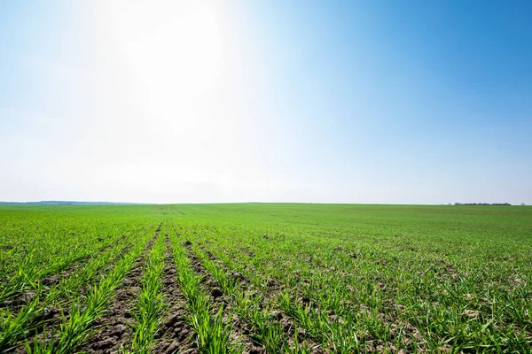 Groen Veld Mooie Zonsondergang — Stockfoto