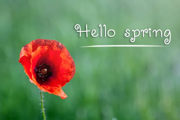 Piękne Pole Maków Napisem Przywitaj Wiosnę — Zdjęcie stockowe