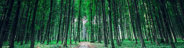 Krásné Zelené Lesní Přírodní Scénický Výhled — Stock fotografie