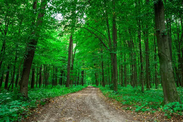 Πανέμορφο Και Καταπράσινο Δάσος Φύση Γραφική Θέα — Φωτογραφία Αρχείου