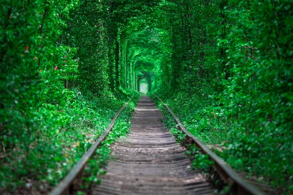 Залізниця Весняному Лісовому Тунелі Кохання — стокове фото