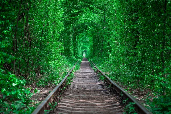 Una Ferrovia Nella Foresta Primaverile Tunnel Amore — Foto Stock