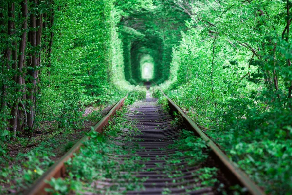 Uma Ferrovia Túnel Amor Floresta Primavera — Fotografia de Stock