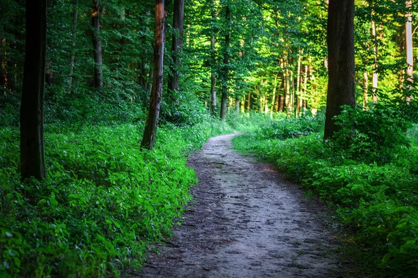 美しい緑の森自然風光明媚なビュー — ストック写真
