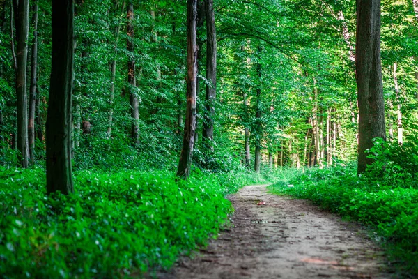 Schöne Grüne Wald Natur Malerische Aussicht — Stockfoto