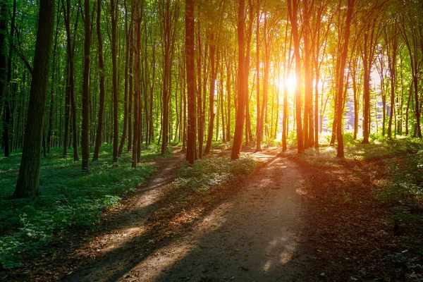 Prachtig Groene Bos Natuur Schilderachtig Uitzicht — Stockfoto