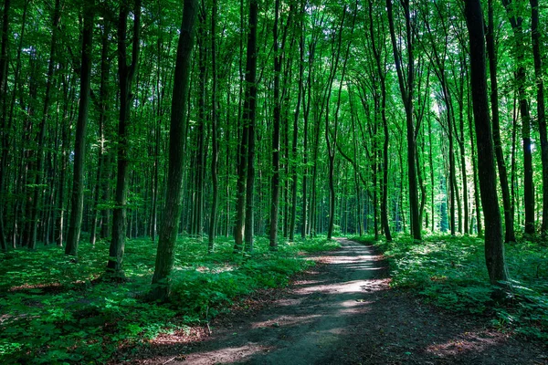 Prachtig Groene Bos Natuur Schilderachtig Uitzicht — Stockfoto