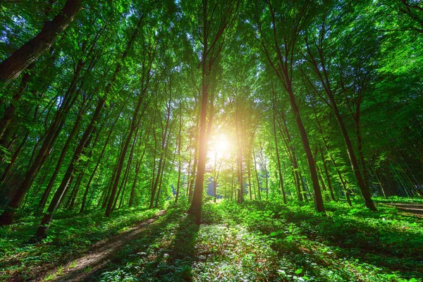 美丽的绿色森林自然风景景观 — 图库照片