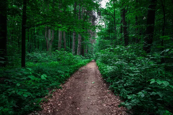 Güzel Yeşil Orman Doğa Doğal Manzaralı — Stok fotoğraf