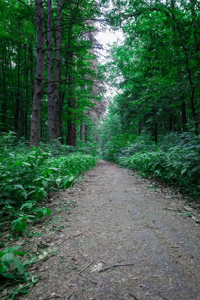 Красивый Зеленый Лес — стоковое фото