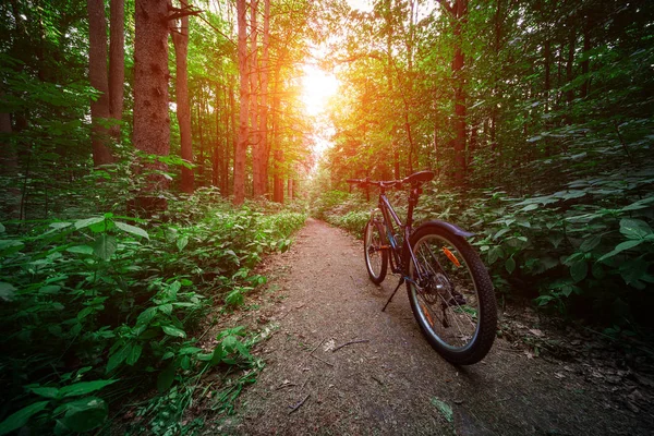 Montanha Bicicleta Descendo Colina Descendo Rápido Bicicleta Vista Olhos Motociclistas — Fotografia de Stock