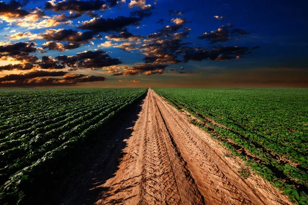 Campo Verde Bellissimo Tramonto — Foto Stock