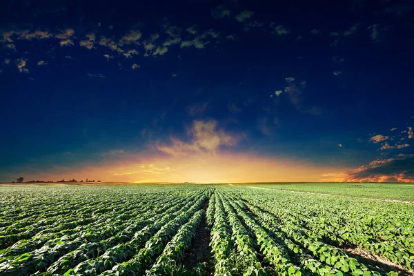 Campo Verde Bellissimo Tramonto — Foto Stock