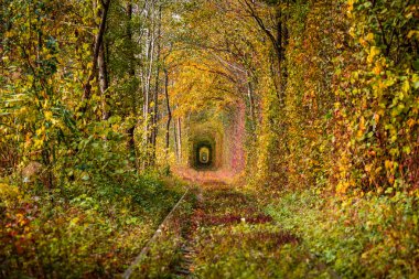 aşk sonbahar orman tünelinde bir demiryolu